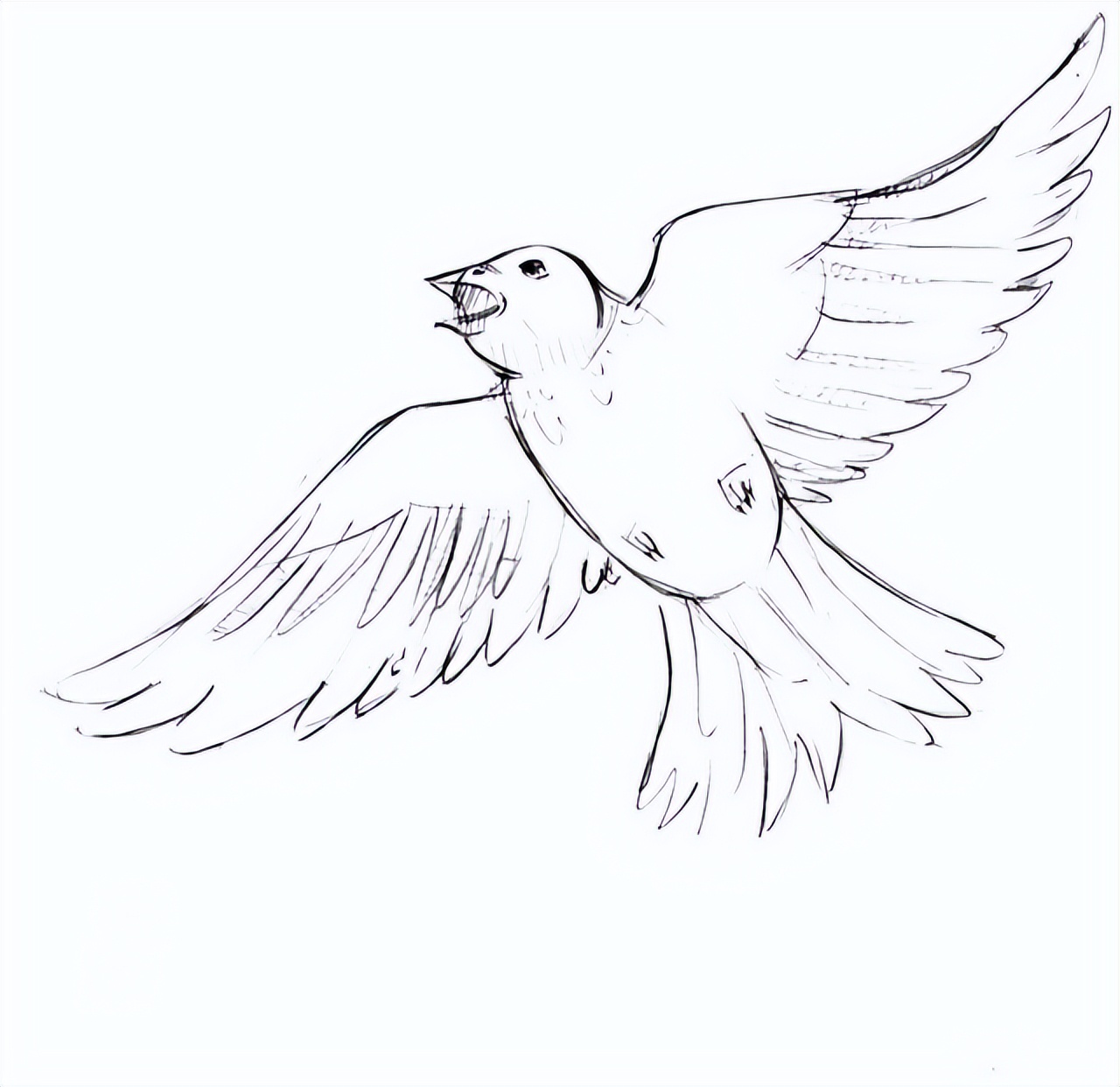 用铅笔素描的鸟类图片(34张)
