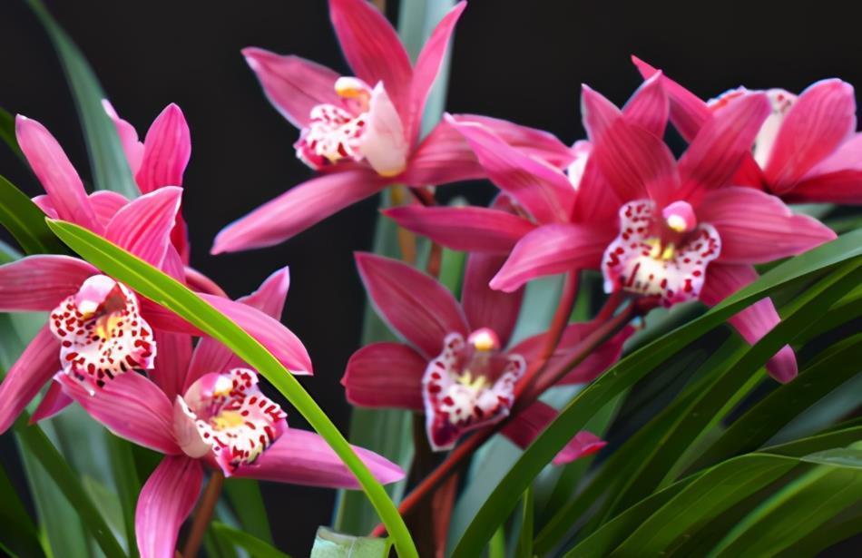 精品兰花——红贵妃