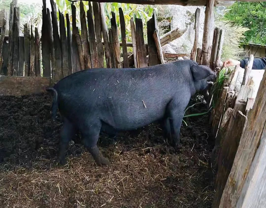 农村家养的土猪图片图片