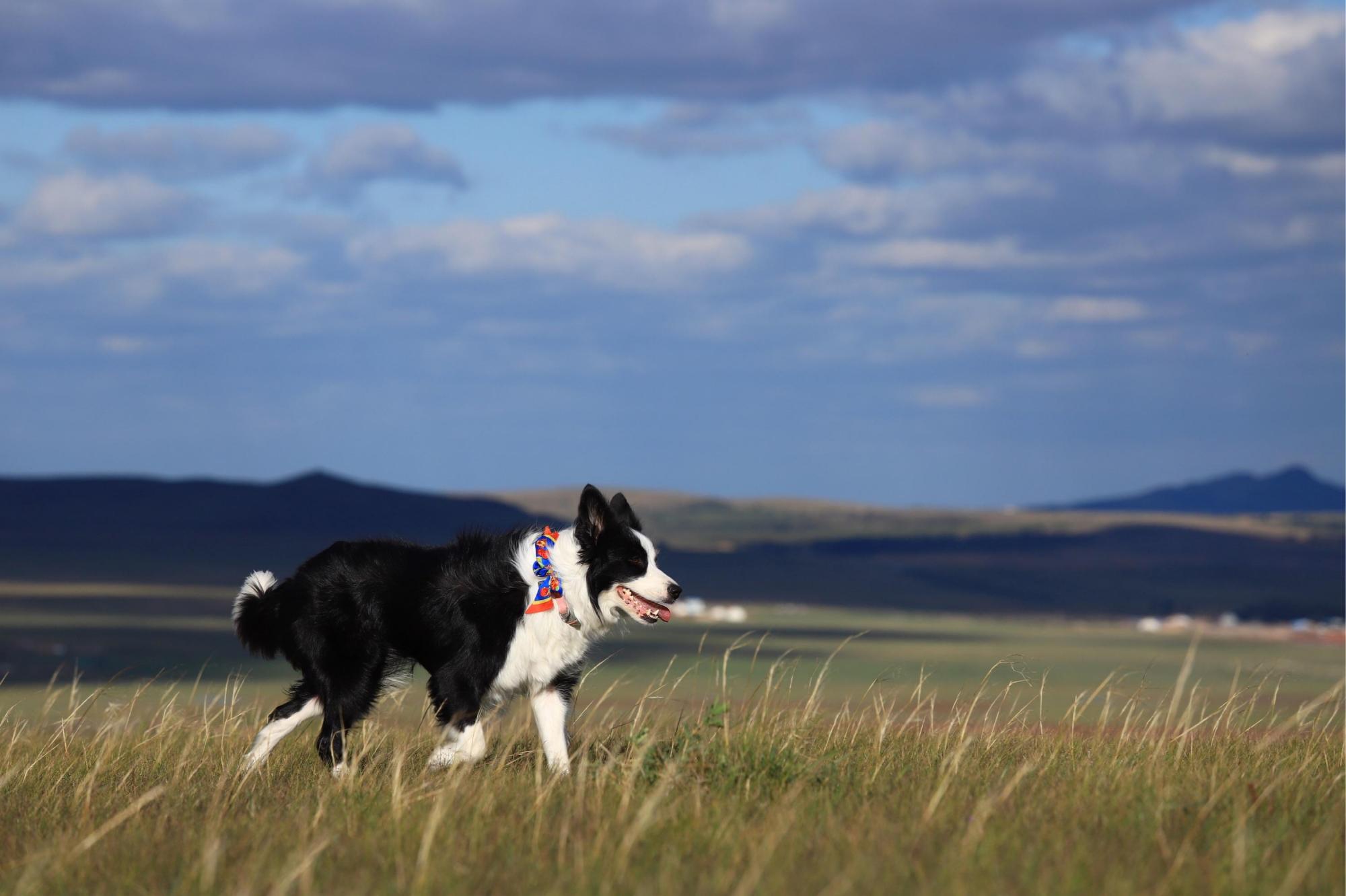 边牧有这些优点,难怪养过的人,都不想换狗了!