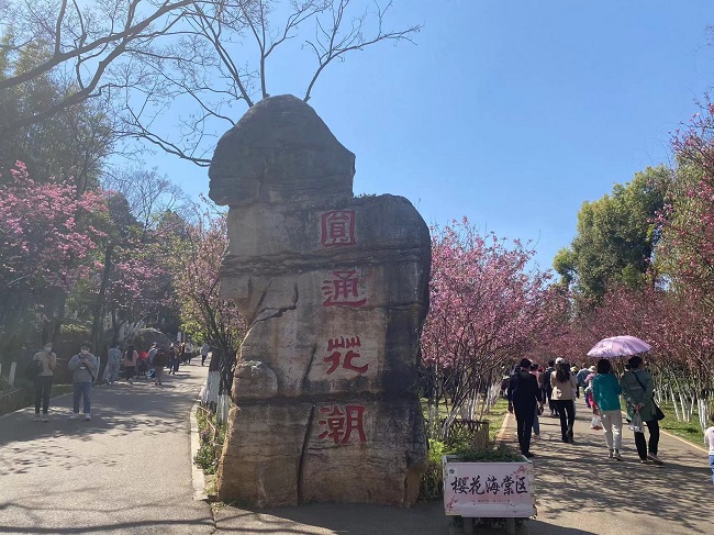 昆明圆通山的樱花已经盛开啦,与春天来一次粉红色的约会吧!