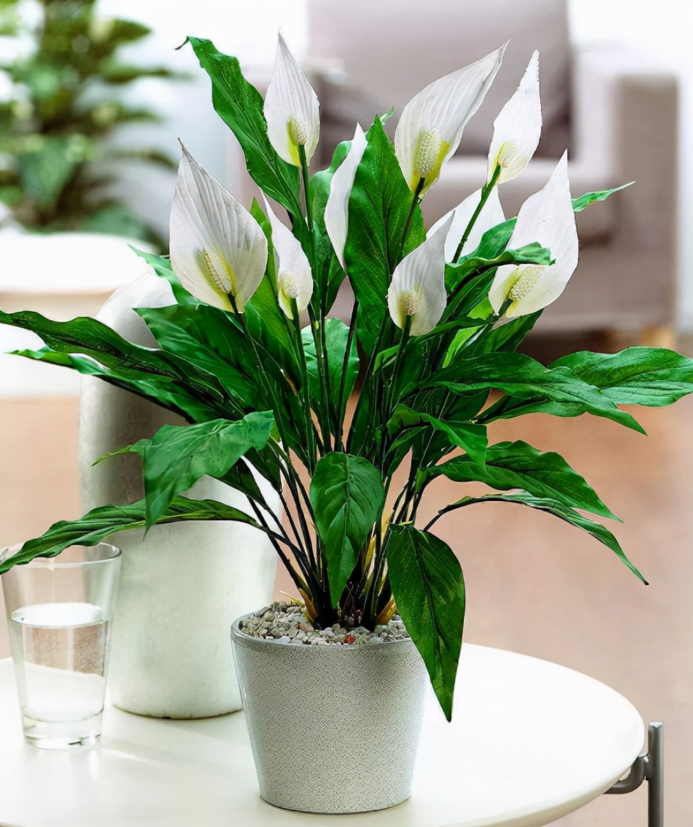 5种"好运花",适合家里养,美丽吉祥,"聚财"又旺家