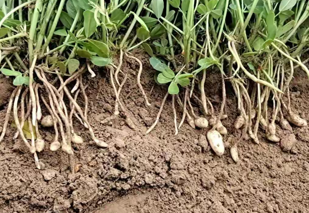花生种植旺有技巧,选对药,用对时间,后期下针多,产量高