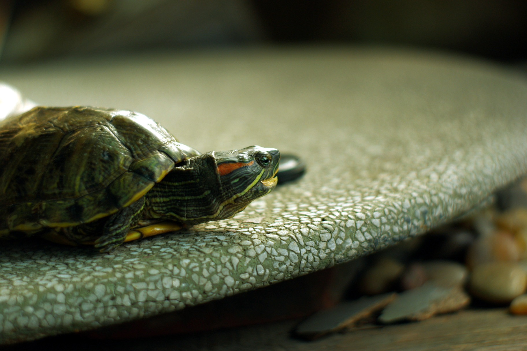 乌龟一年可以长多大?乌龟一年生几次蛋