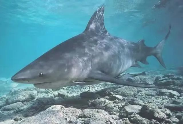 澳洲16岁少女在河道被鲨鱼咬死,牛鲨有多凶猛?它比大白鲨还可怕