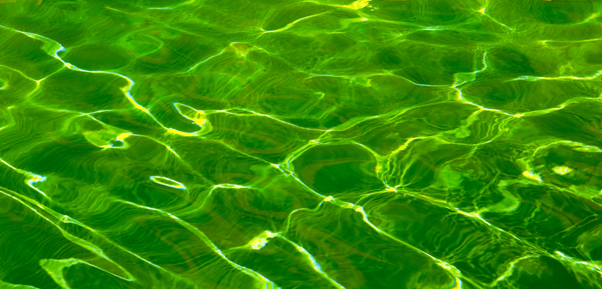 蓝藻在水流风向作用下进入河流,成为长三角一体化绿色发展的瓶颈