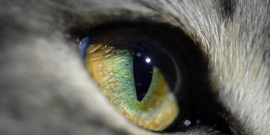 同样有"猫眼",为什么价值天差地别?猫眼效应宝石大盘点!