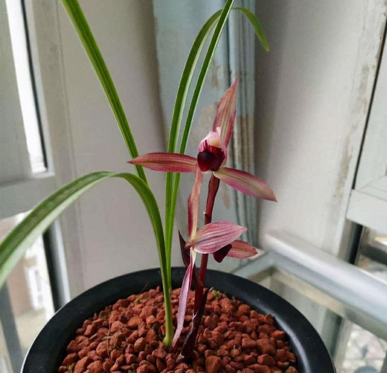 春兰红素经典"滇红素",红花绿叶,清香扑鼻,宛如紫红绸缎一般