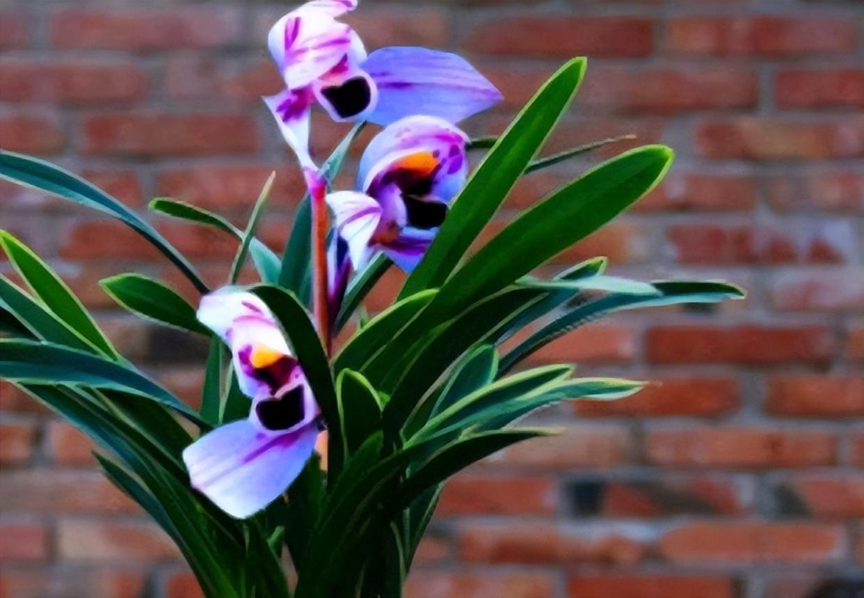 花色独一无二的"紫月荷",梦幻奇特,花香四溢,新手花迷也能养