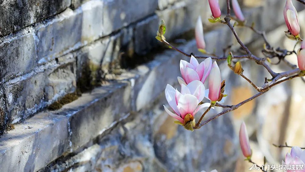 賞花門頭溝,潭柘寺景區玉蘭花競相開放