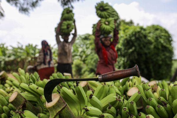 大家要珍惜眼前蕉,真菌病无法解决,未来只能吃转基因香蕉了?