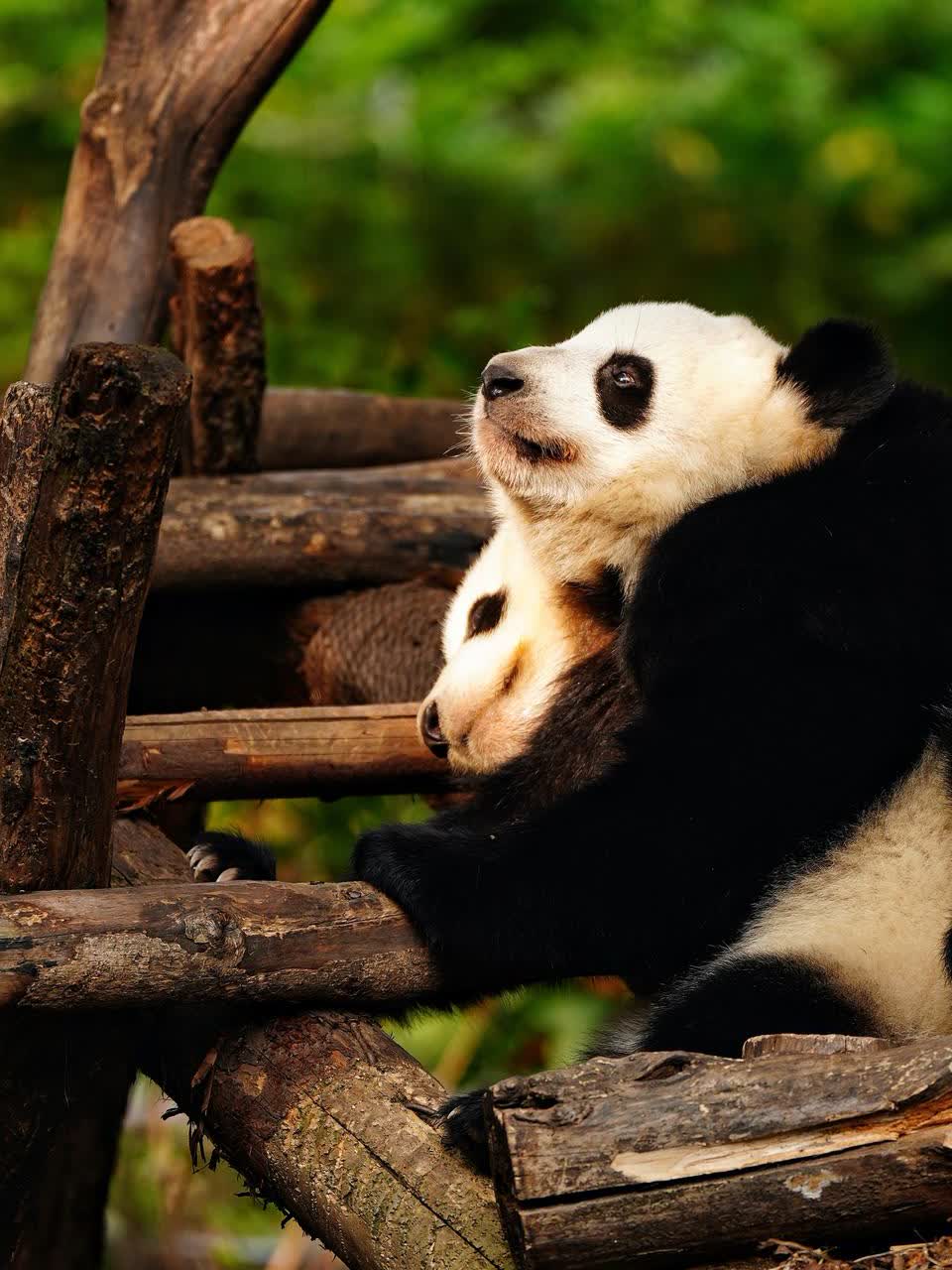 成都熊猫基地内,两只"秀恩爱"的熊猫