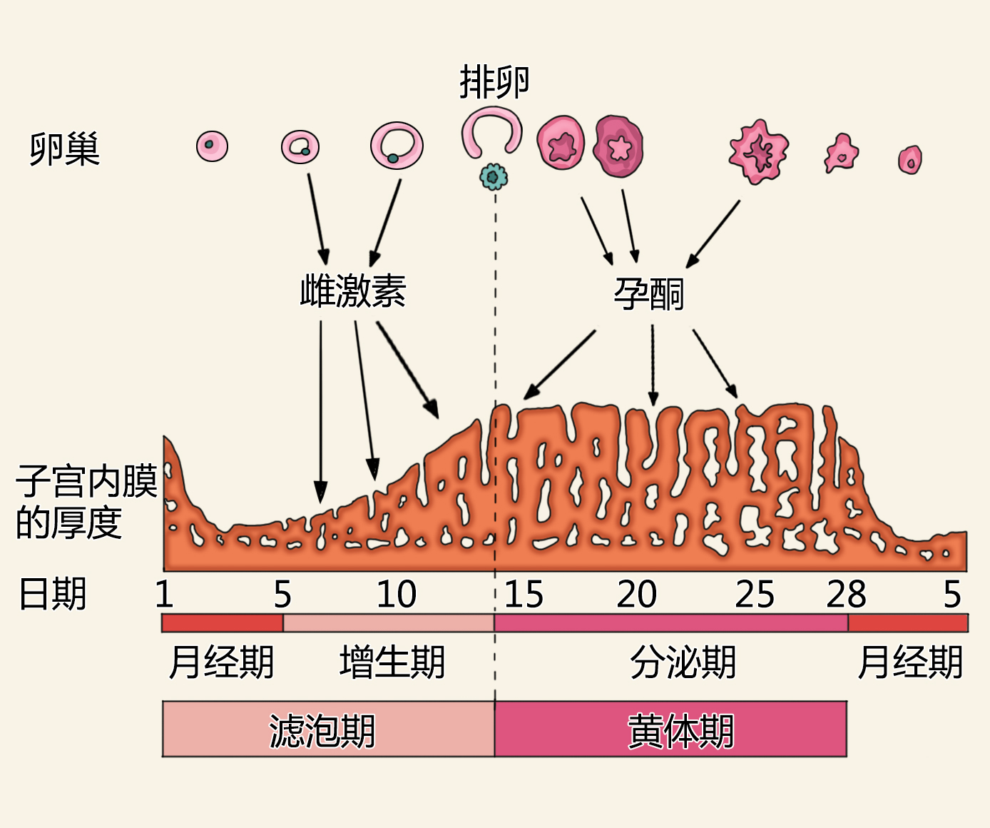 女子月经周期表图图片