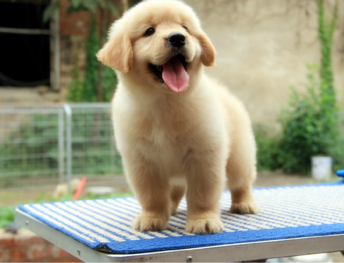 喂养金毛需要注意什么?