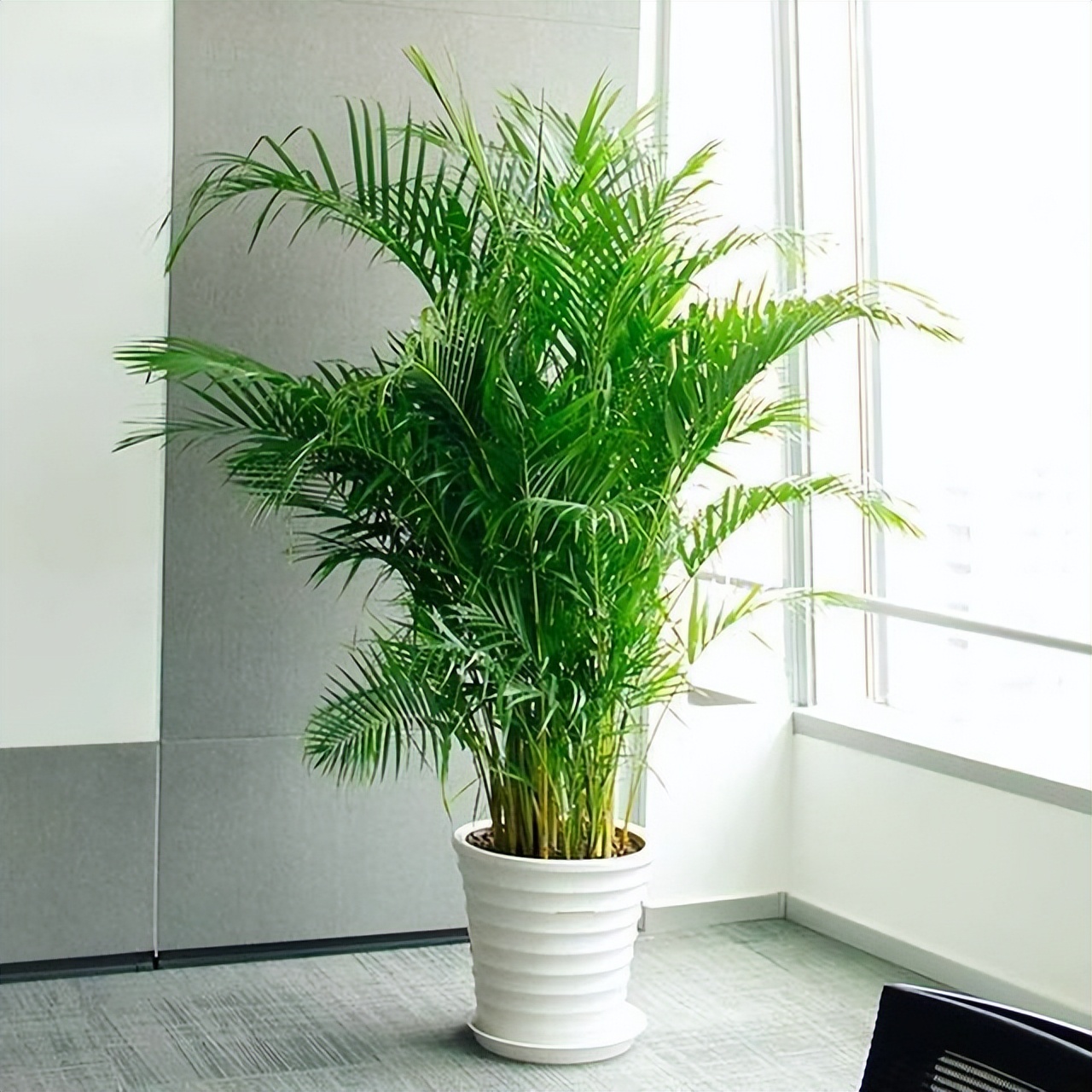 家养大绿植,推荐这4种,扦插有技巧,学一学!