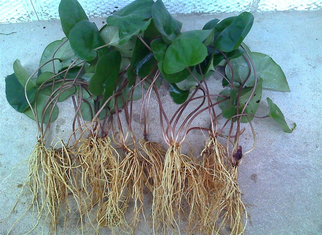 细辛也称盆儿草,土里开花,老人称为牙痛草,长什么样,认识一下