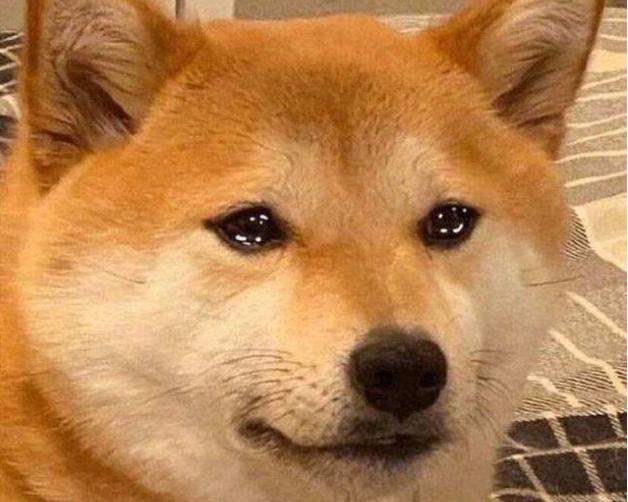 狗狗晚上发出狼嚎一般的"哭声",是有些心里话没地方说