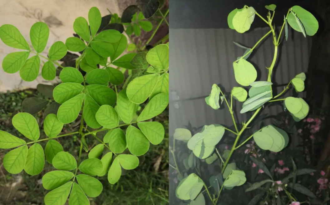 决明子,又称狗屎豆,有3大作用,价值高,农民要了解!