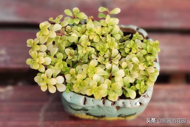 「黄金丸叶万年草」护盆草品种之一常用多肉植物拼盘铺面装饰使用