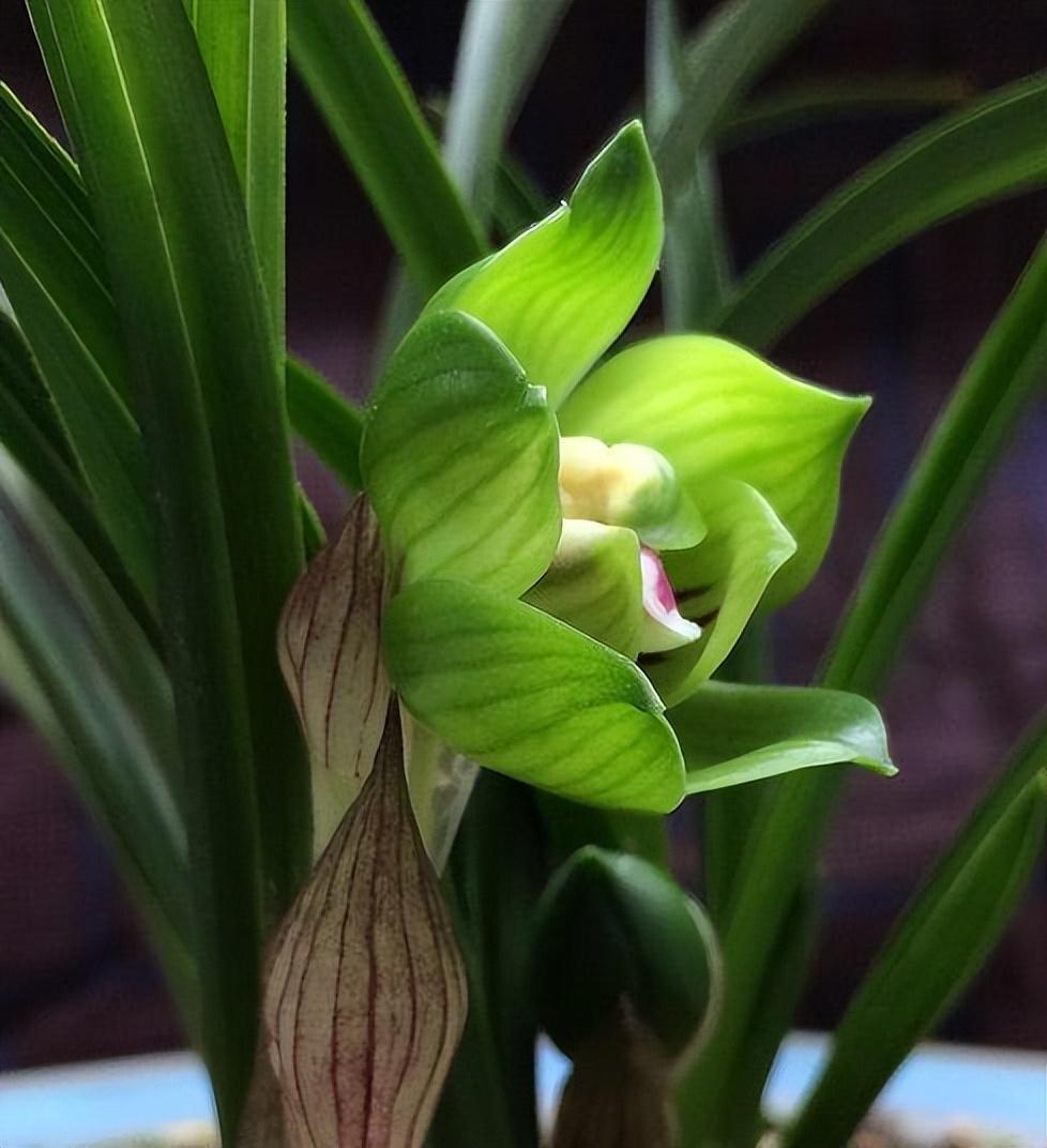 春兰皇后—绿云,犹如邻家小妹,娇羞秀美,花姿独特,打理简单