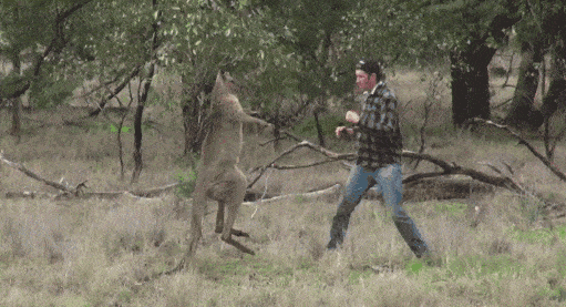 回顾随时准备给人一电炮的袋鼠战斗力有多猛人类单挑能赢它吗