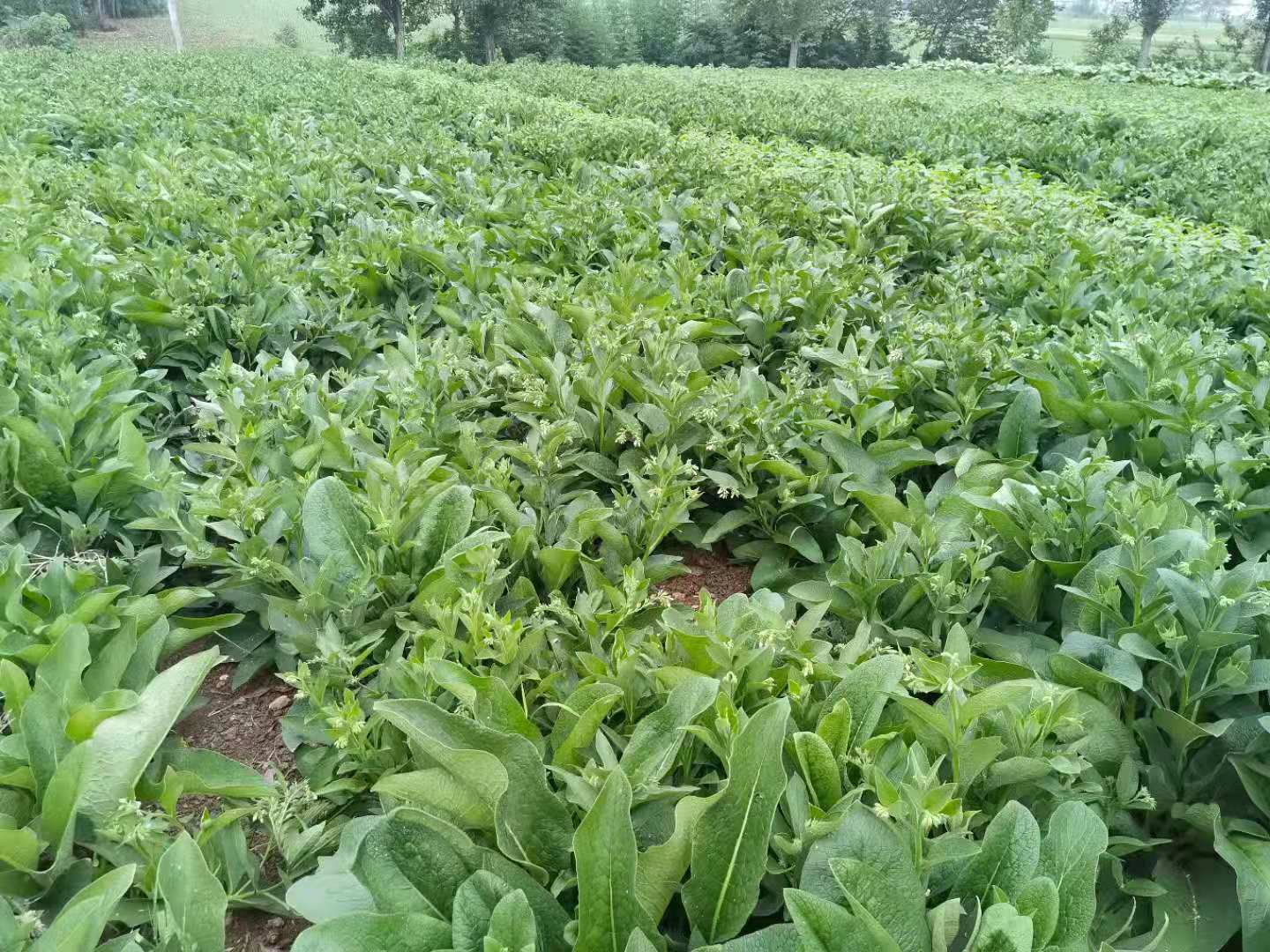 人称"饲草之王"的俄罗斯饲料菜,零下40度冻不死,为高蛋白牧草