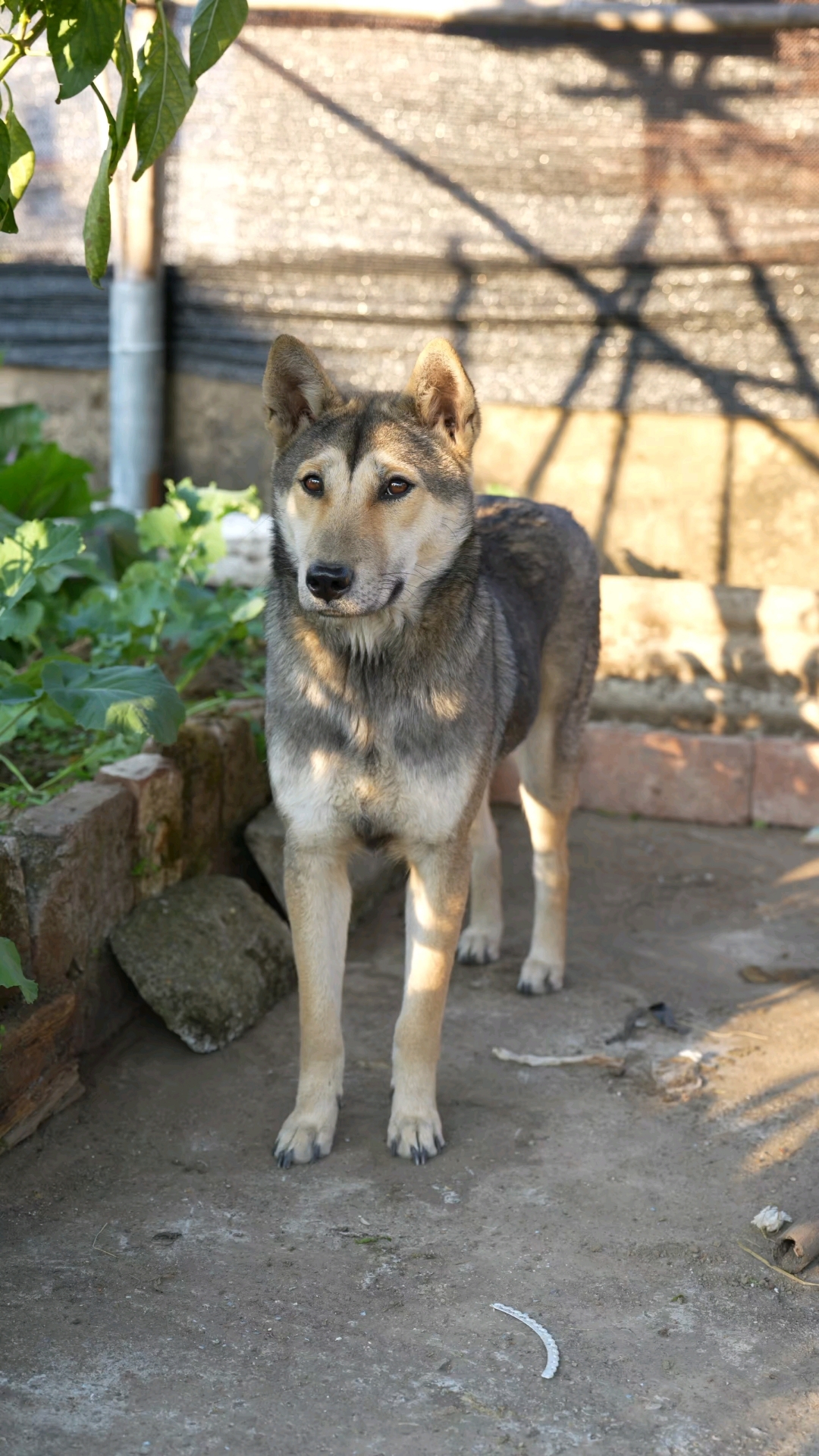 老祖宗严选之中华田园犬,湖南本地土猎犬坚毅的眼神,狗狗阿灰