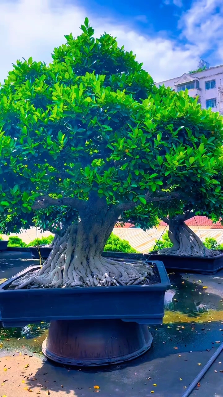 榕树盆景