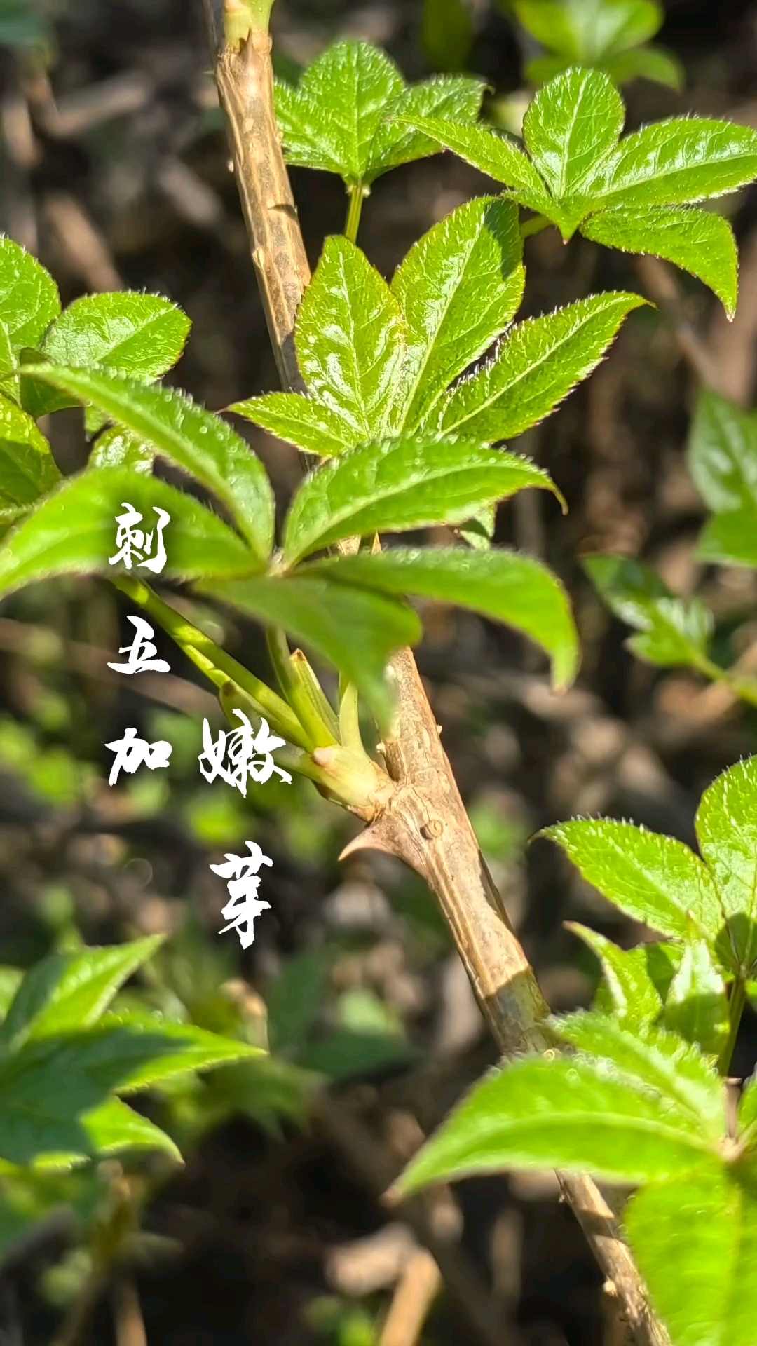 春天有无限可能,万物复苏,人生亦是刚开始,今天吃新鲜的刺五加