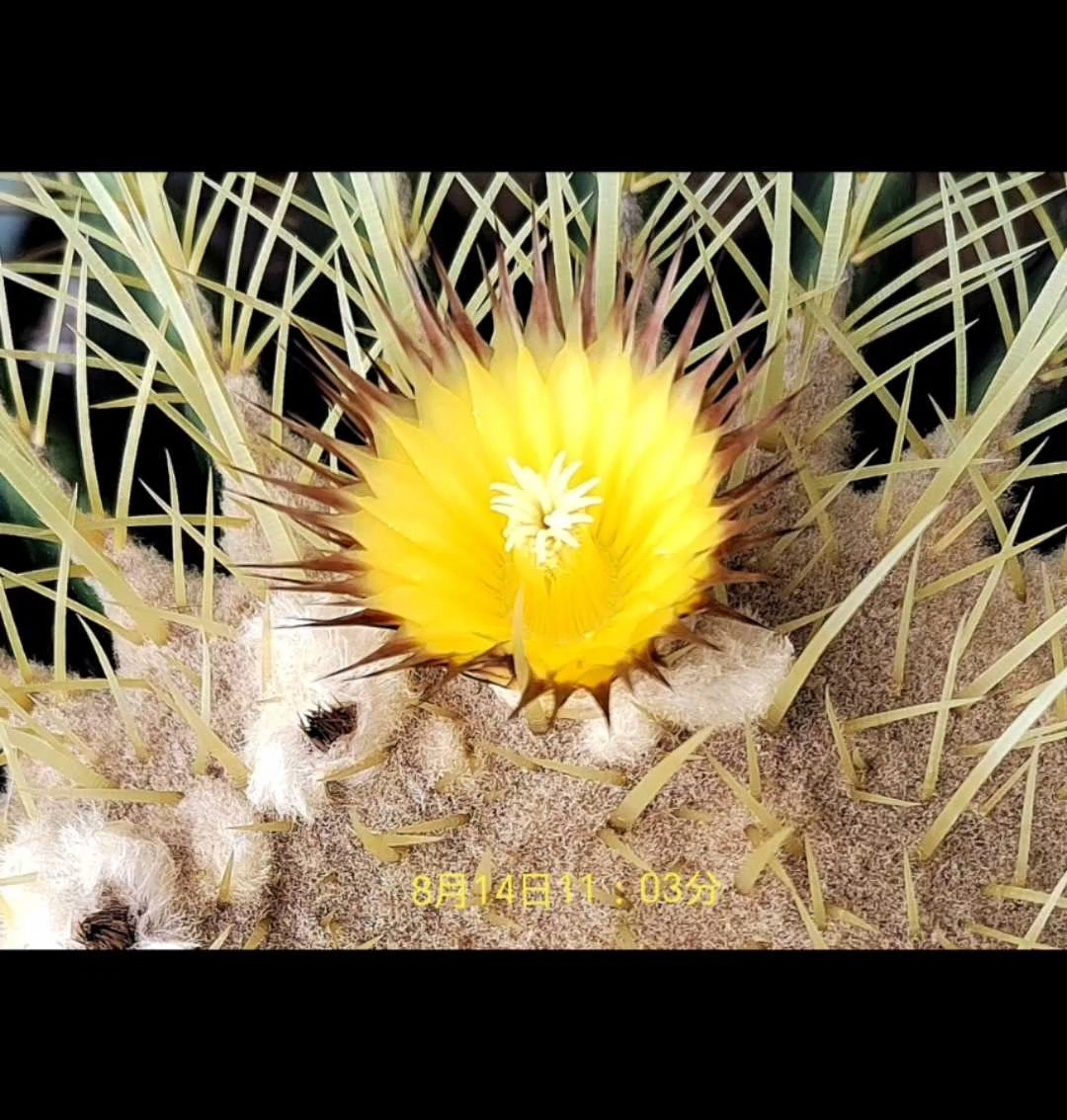 boss家养了20多年的两盆金琥去年开了11朵花今年却没动静