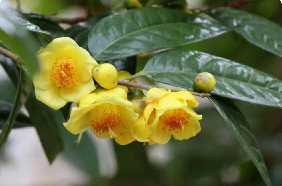 被誉为"植物黄金"的金茶花,非常金贵,花色金黄耀眼,值得入手