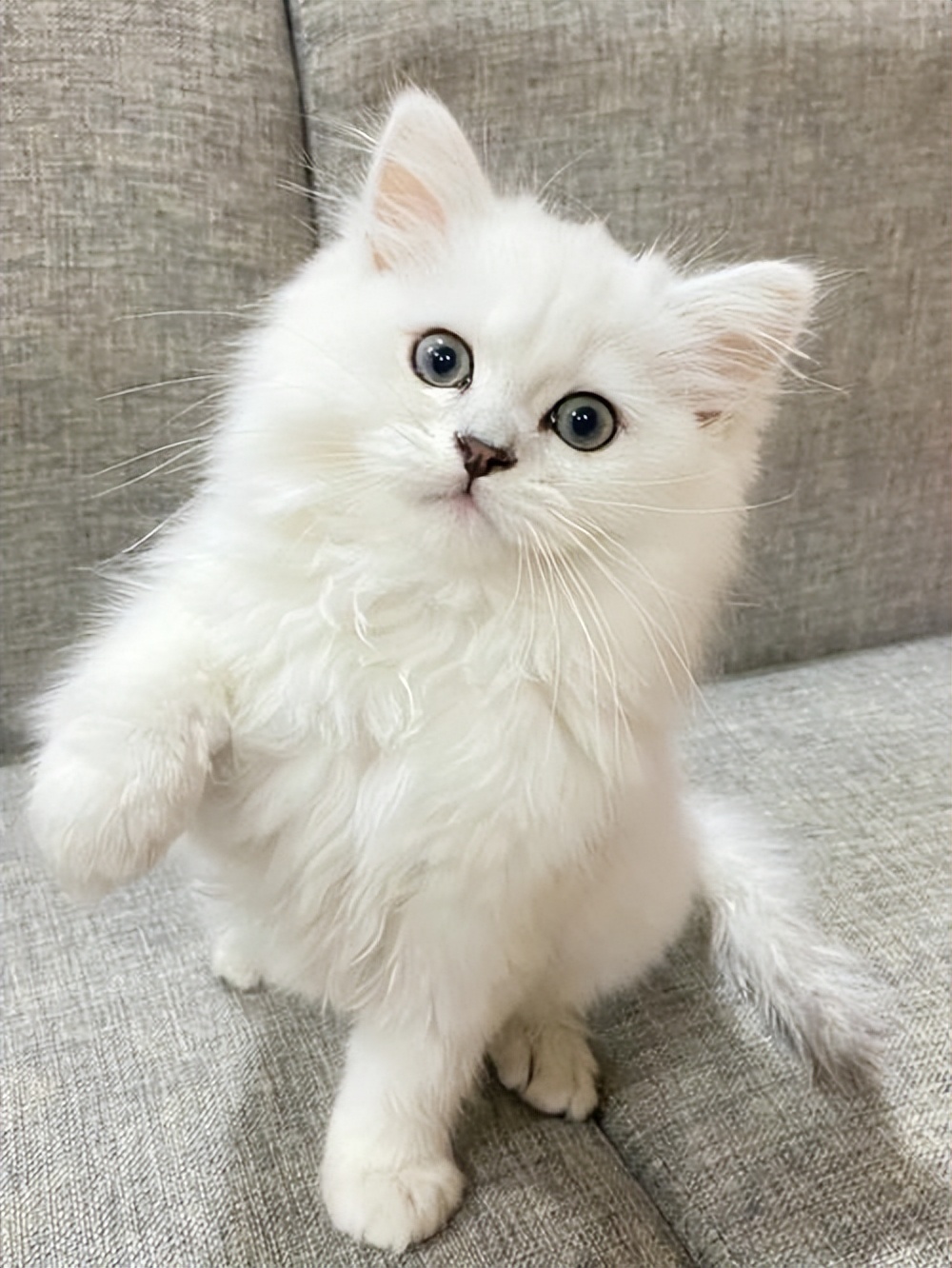 金吉拉猫"泪痕"严重,怎么办?