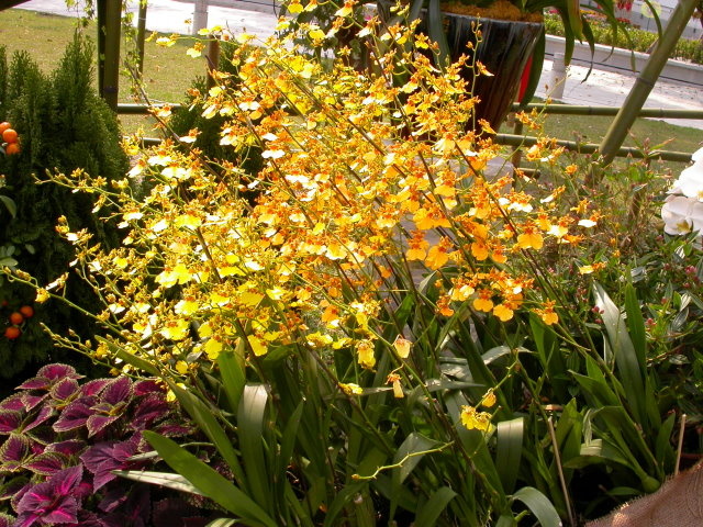 文心兰养护中的3个经验,轻松养好它,开花勤且多