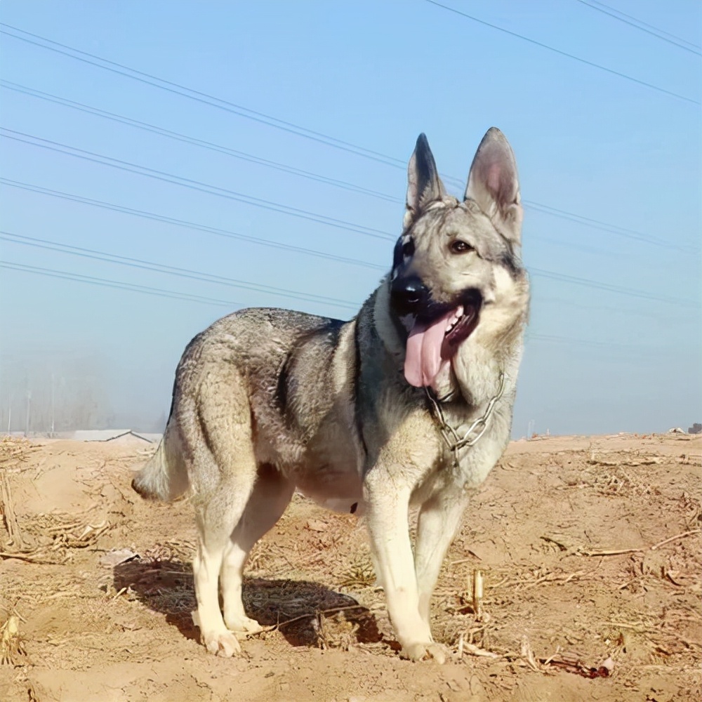 狼青犬的优点和缺点图片