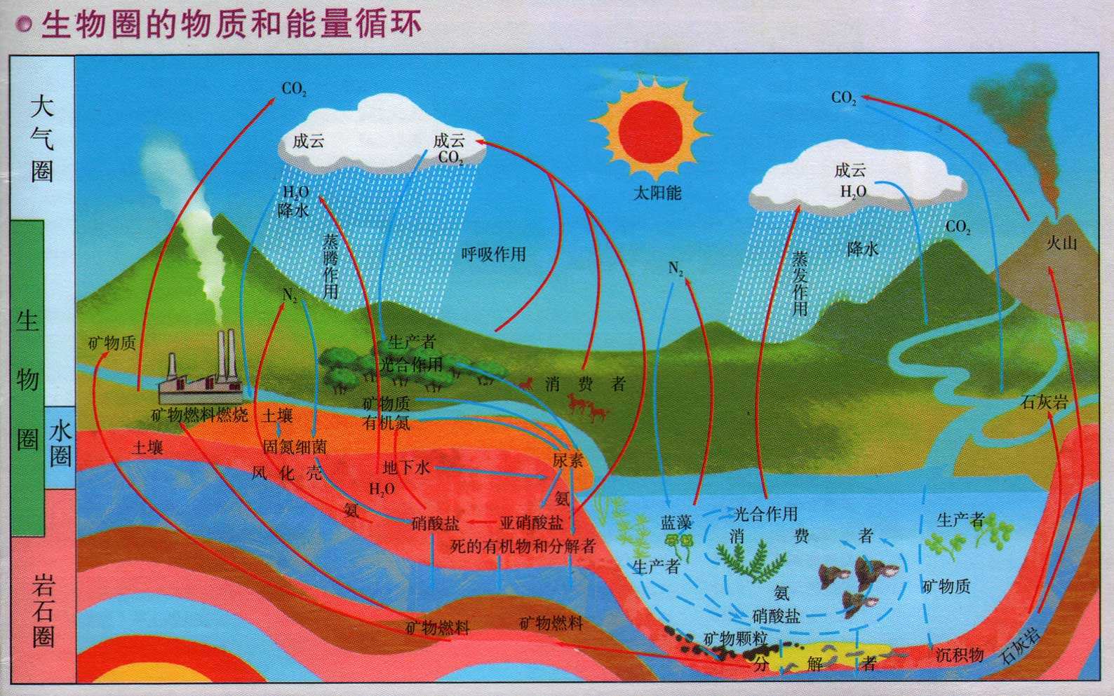 生态系统能量传递图解图片