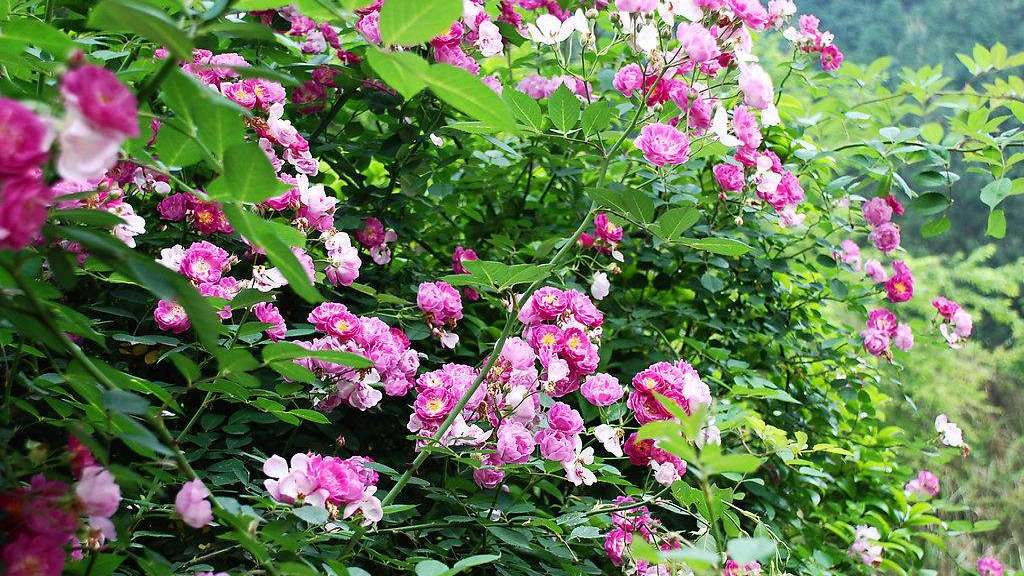 11月:3星座,财富朽木逢春,被幸福光环包围,好日子逃不掉