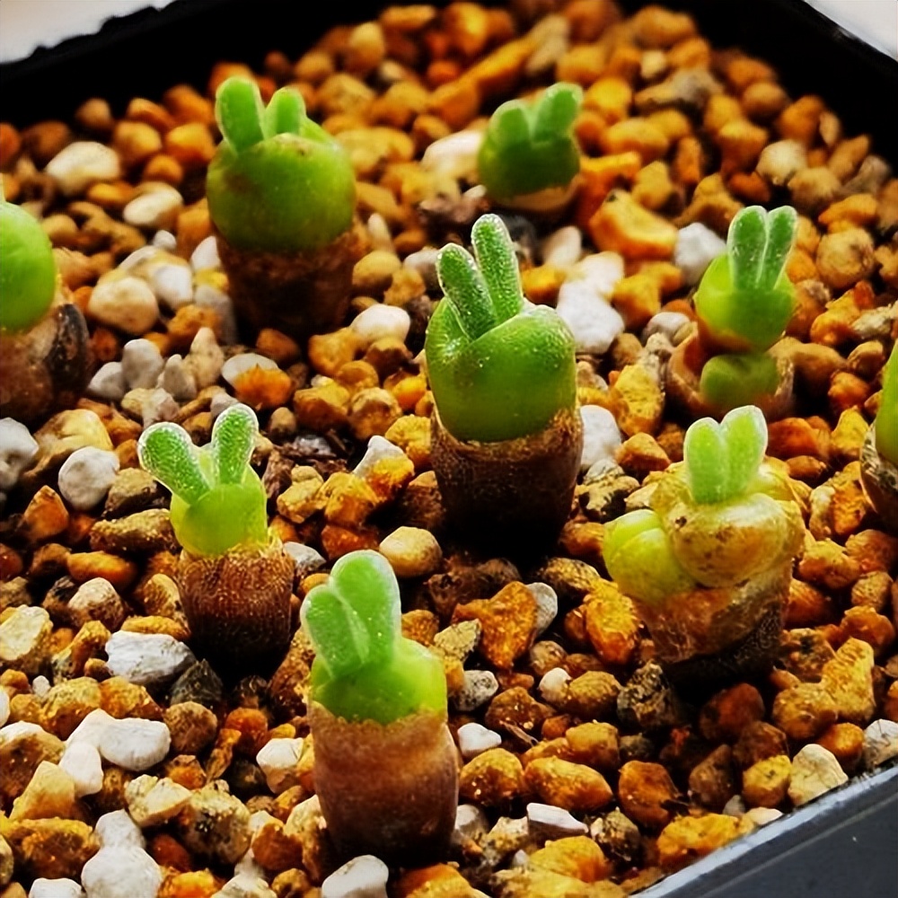 秋天养多肉碧光环,教你几个小技巧,秒变可爱小兔子,越养越喜欢