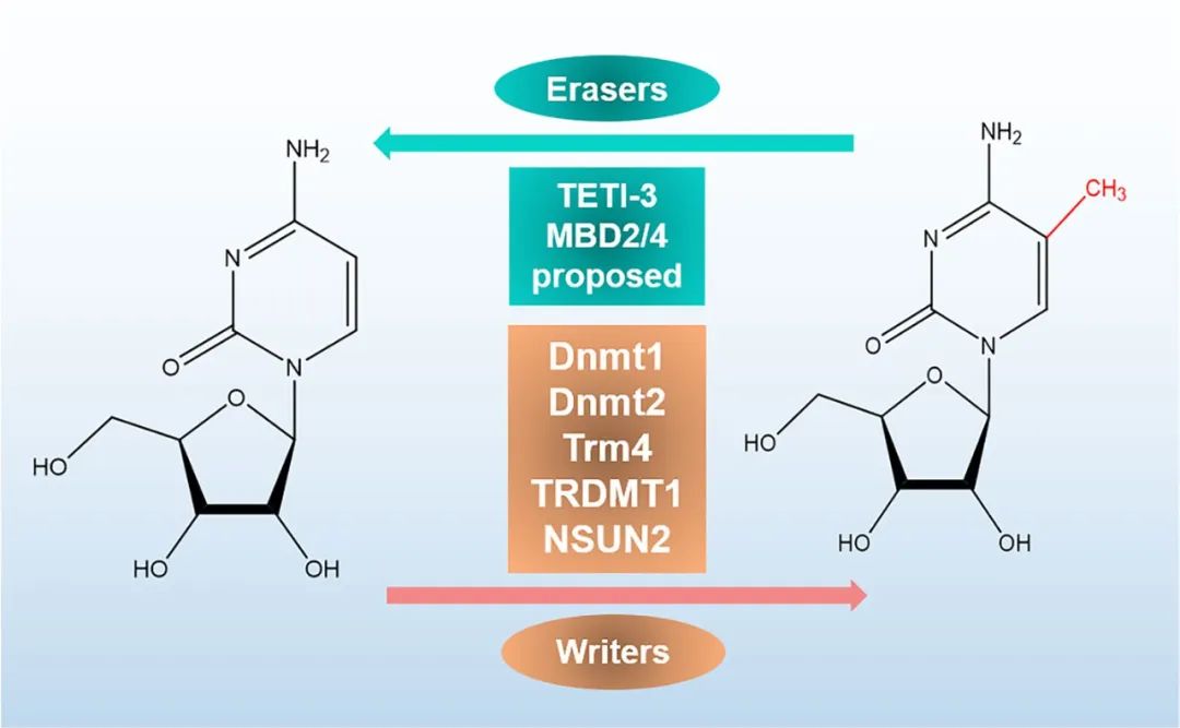 5-甲基胞嘧啶(m5c)已在各種代表性生物的mrna,rrna和trna中發現.