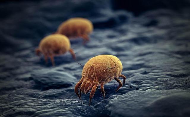 螨虫的"天敌"竟然不是暴晒?教你个"笨法子",让螨虫"消失"