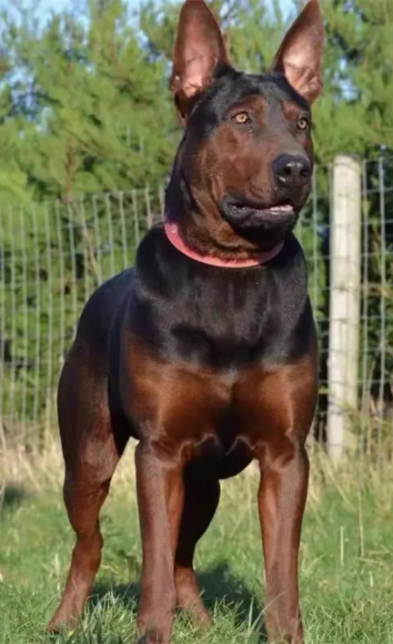 告诉你一个秘密:养狗,最好养莱州红犬!