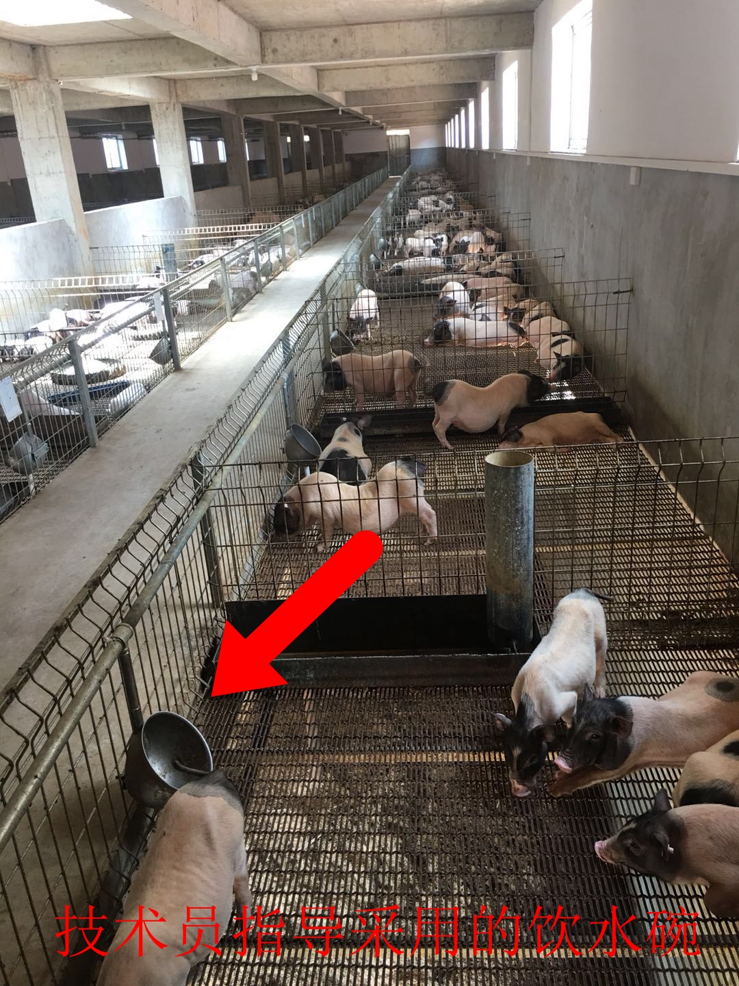 百色市田东县这个香猪养殖场采用微生物技术,猪病少肉质香效益高