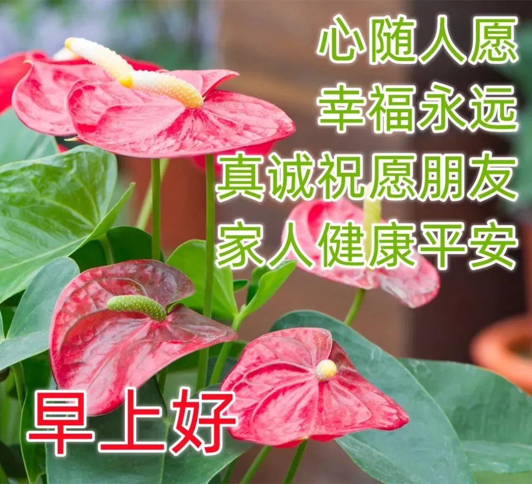 最新最漂亮早上好問候表情動態圖片帶字 早晨好鮮花溫馨問候圖片