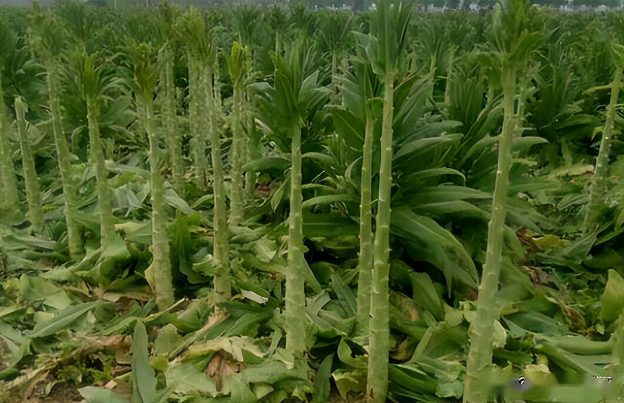 贡菜,"莴苣"晒的干,凭啥卖30多元一斤?