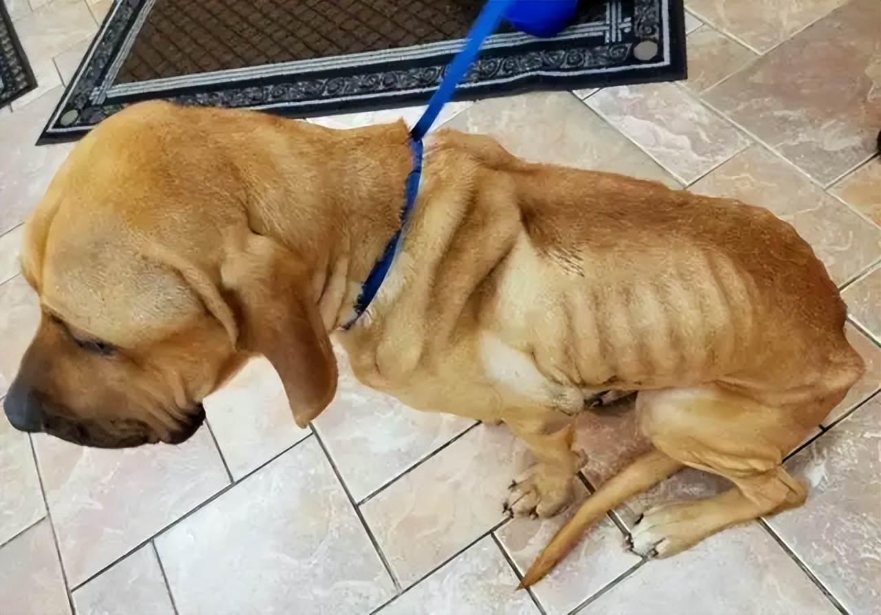 狗狗"营养不良"的5个表现,你家狗狗有中招吗?