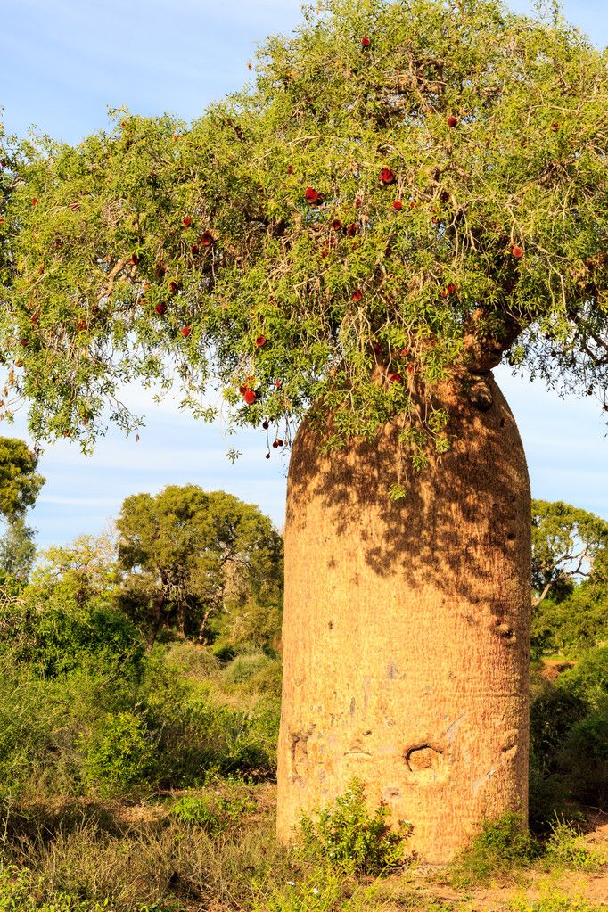 非洲的猴面包树,当地人的宝藏储水库,引进中国后画风突变!