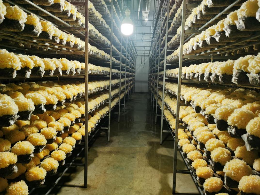 古田县依托食用菌产业藏富于民推动乡村振兴——古田好银耳 百姓致富