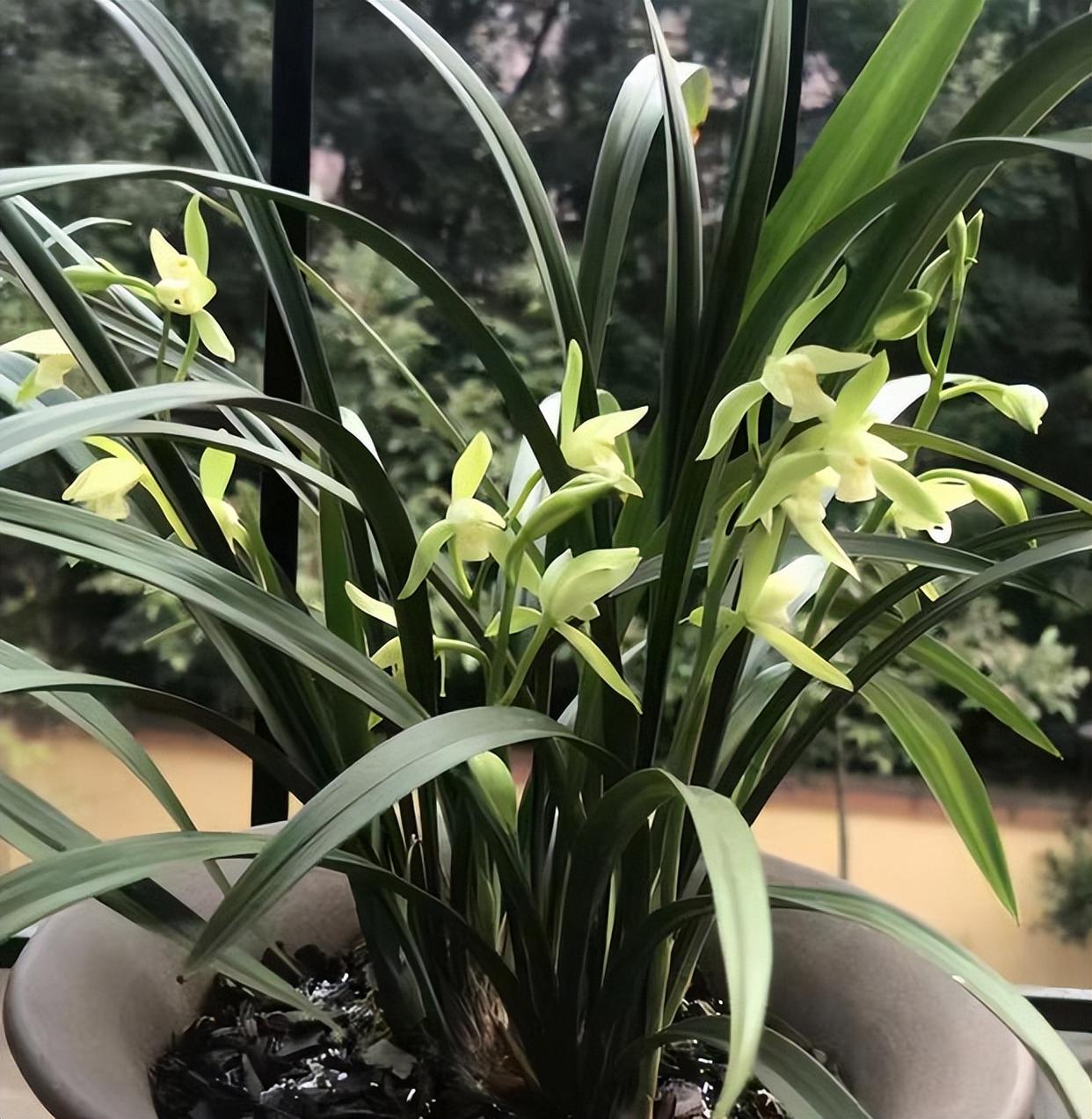 大凤素兰花,一款清新淡雅的兰花