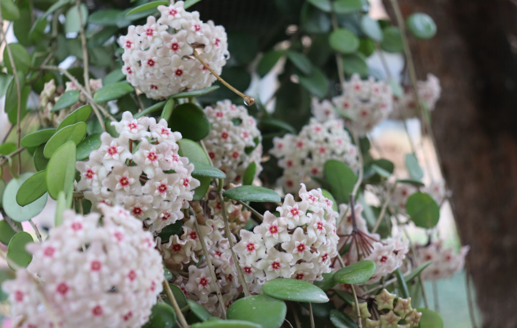 7款垂吊植物,比吊兰漂亮,而且很好养,室内栽培正合适