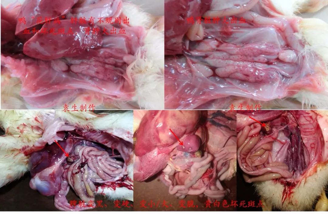 番鸭呼肠孤病毒病("花肝""脾坏死"症)图文版