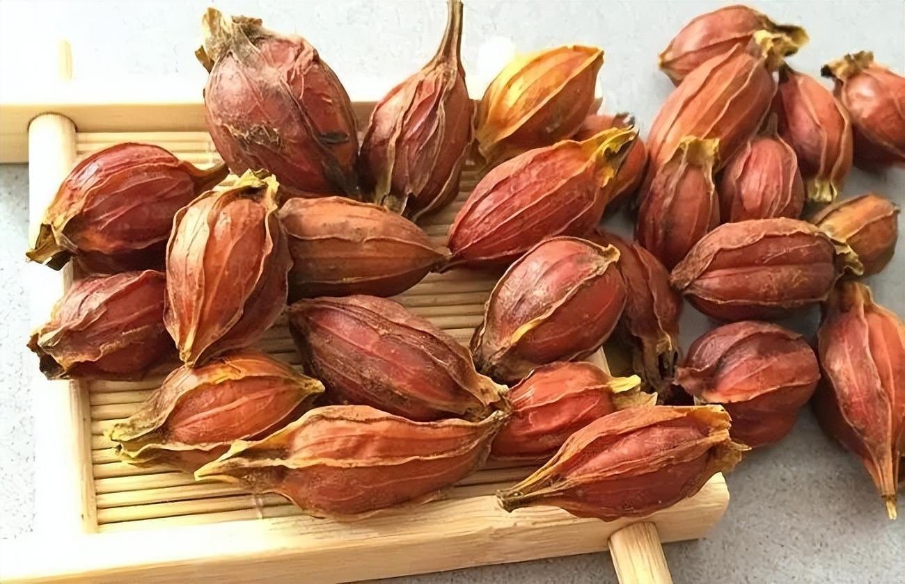 萎缩性胃炎的天然良方:黑栀子二草饮,清热解毒,健脾开胃!